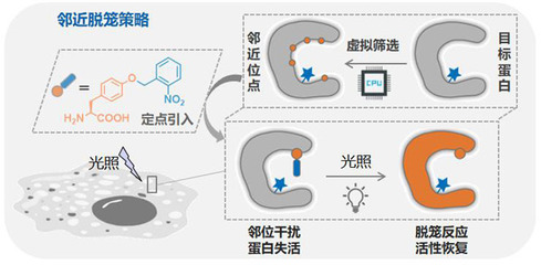 北京大学研发出活体内蛋白质瞬时原位激活新技术