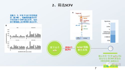 以bcma为例搞懂临床前验证过程