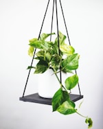 英超联赛标志 - 英格兰足球超级联赛